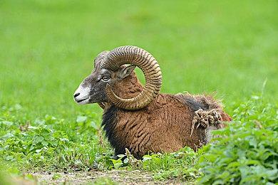 暴雪：买不买《暗黑破坏神2：重置版》由玩家决定