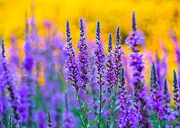 《女神异闻录》LIVE演出10月8日举办 官方明确无新作发表